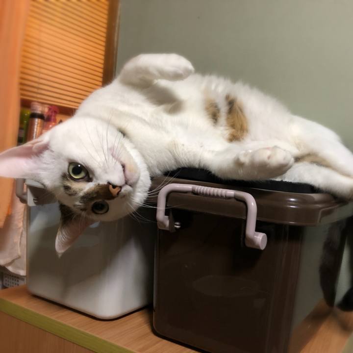 0fba83cf 1e15 4fd8 ae31 04370ad83690 1522499935689