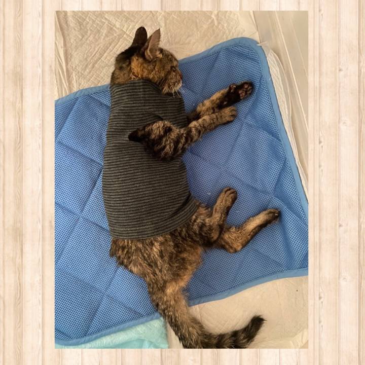 0fbfd7e8 7b7f 4be8 9c13 4a3830203379 1610759673385