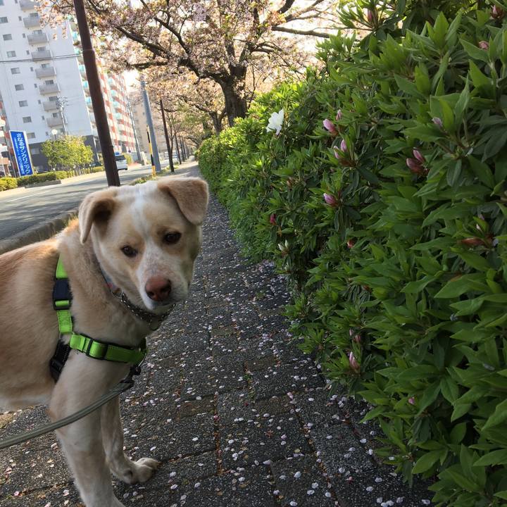 0fc0729a 6b69 44ba 8317 bb50ca2a64a7 1522837258465