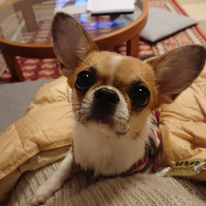 0fc0a85c 8730 4e17 9192 fc263094aea0 1544270345088