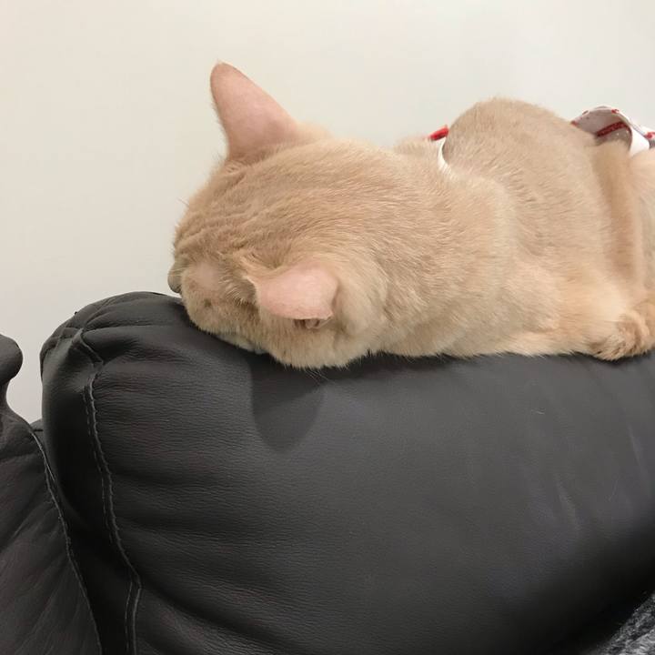 0fc1d7c5 cea3 45d9 8383 e0e8cc40c24e 1562464514560