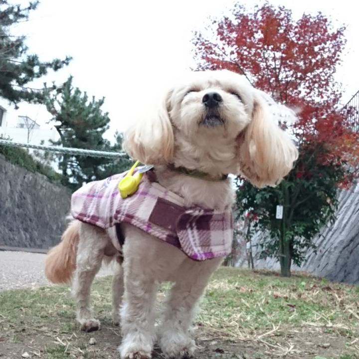 0fc4a4cb dd47 48e9 bc61 e6612a08a4a0 1513413070024