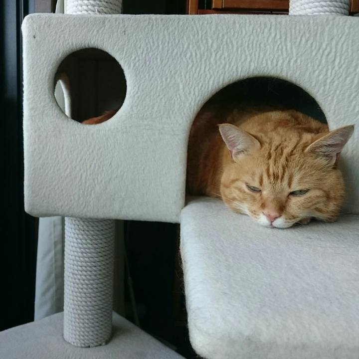 0fc4d0ee 99df 4bfe ae89 e461d3c819de 1531108625344