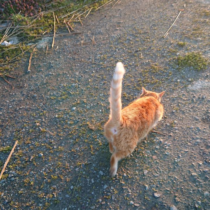 0fc50f8a d91a 43ce 95e1 11ea7fce67b1 1585860892191