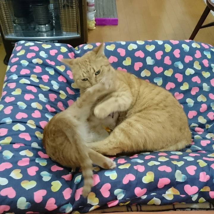 0fc549e6 4ce8 4f09 b08f 850edc8d9868 1541894594645