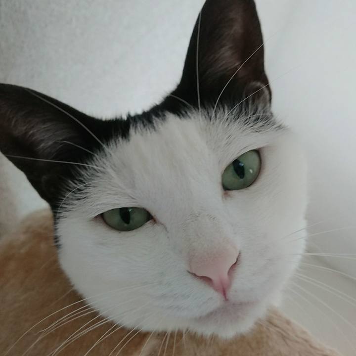 0fc90aca b503 4a45 bb52 82aff6a9854b 1535330899302