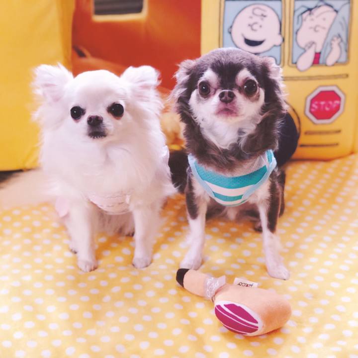 0fca9f7b 286c 4d4a b24f 0aafcd34ba34 1562806851778