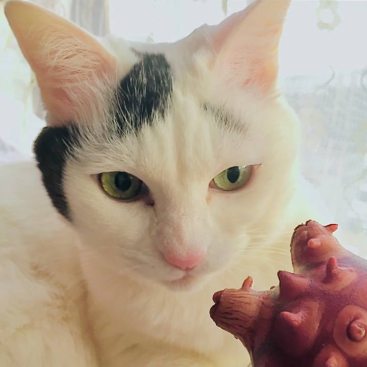 0fcbd8f9 7293 4009 9bf8 72a42fc92ed1 1585628413738