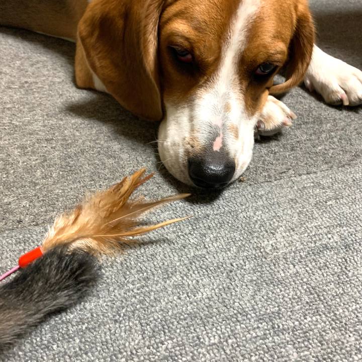 0fd0311a 3021 4635 acf6 1c0a8be30ddb 1590638679576