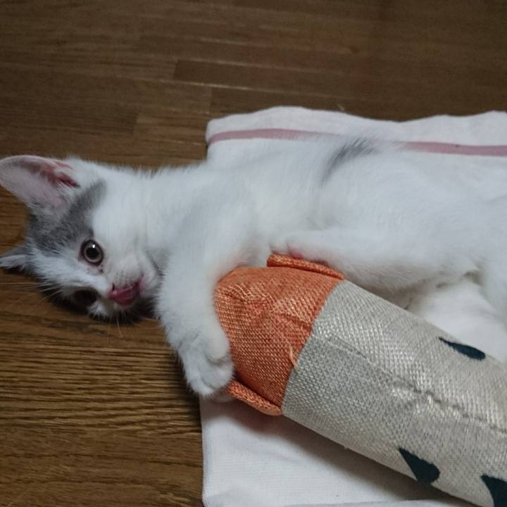 0fd032ed f906 43f7 936b 14c7b8a0e352 1526429184669