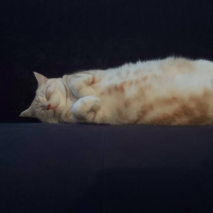 0fd124b6 693b 410e a759 4f152a94dd3d 1538122488147