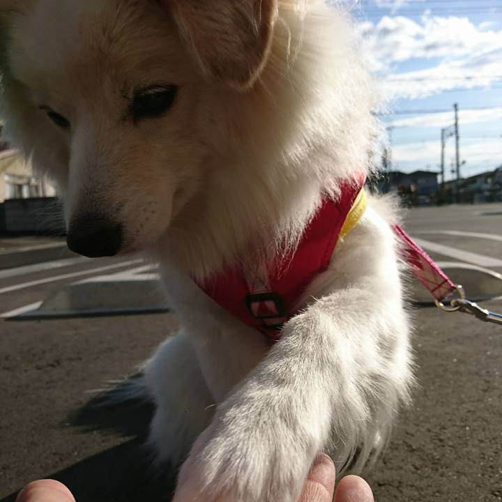 0fd2316e a919 4d2e 87fa d60bcdf4d5e8 1510704827893