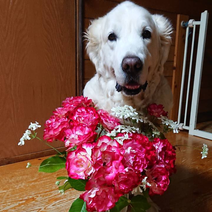 0fd30131 3bad 4aa6 bfa5 a6696b75c81e 1558097073806