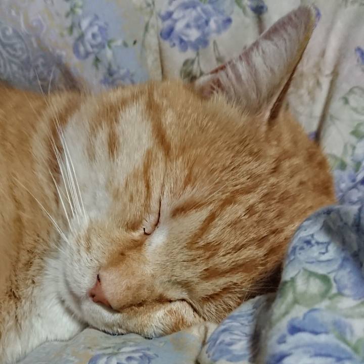 0fd31d1f 4d23 41ee a320 8f0ad3e28b86 1583586875821