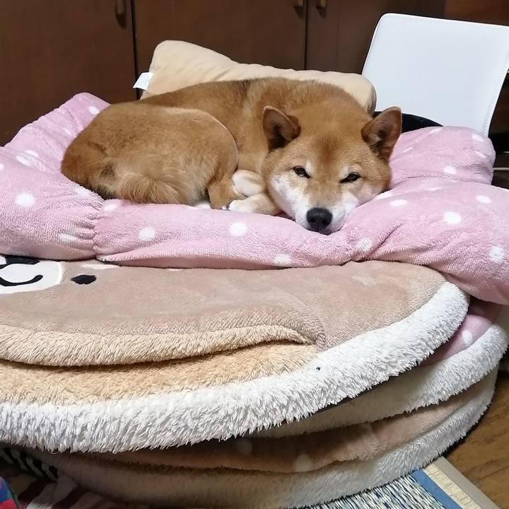 0fd3a048 6e86 44cb b5ec e71d3d935f9b 1585311192119