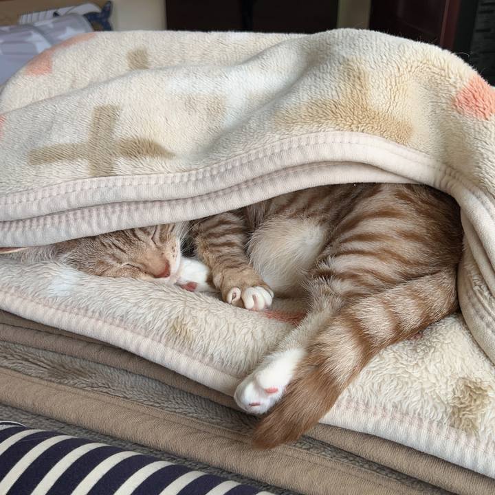 0fd60368 a02c 4174 b2e0 14dced7913d6 1712449201336