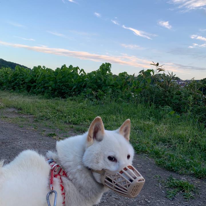 0fd638bb f886 40d6 8d7d cdbbd96d72ab 1559074802435