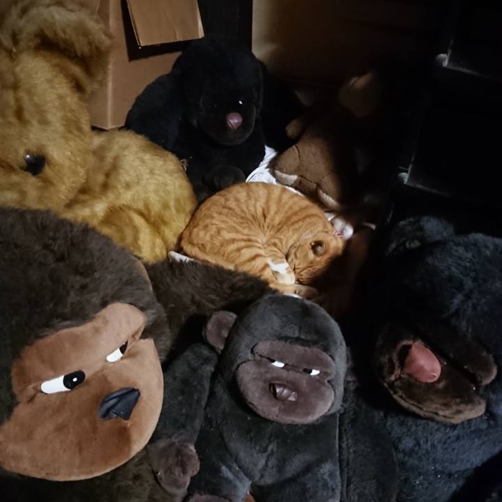 0fdc43de 4720 4f58 a946 f6a979e8a23b 1604488232328