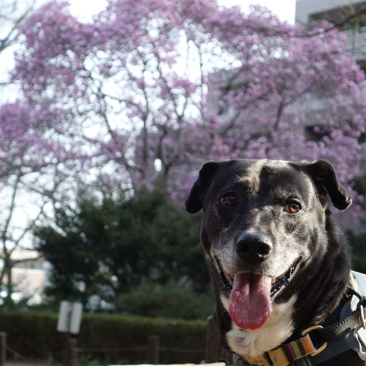 0fdc690c 9284 4e76 b6e3 df5c20b63437 1742948280167