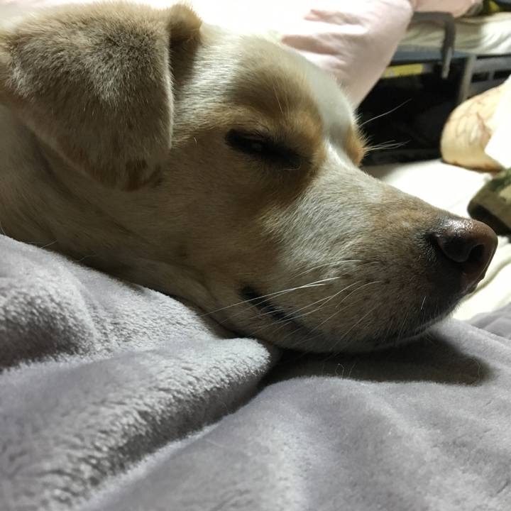 0fde699a 5485 4db0 b687 12639f02a2eb 1516965583796