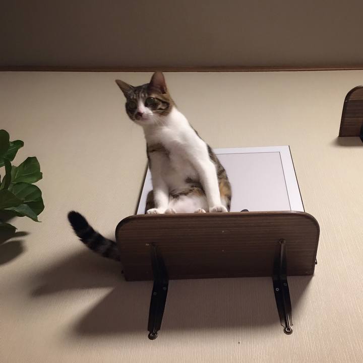 0fde6f86 9247 47a1 b2e1 c49eb824c77b 1544886956610