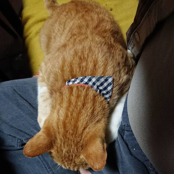 0fe0c403 9cf7 41ea bdc3 d045385015ec 1570868582142