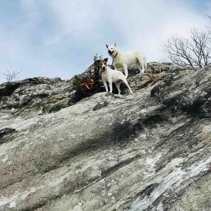 0fe12b5d 162d 4621 864c 11b2e302c45b 1521892274507