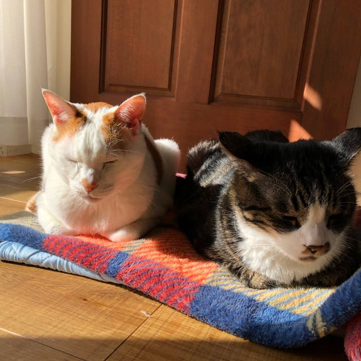 0fe28dc5 394a 4ba7 872b ba0ca56de20c 1618097792015