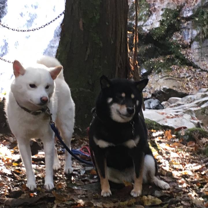 0fe517d1 e8d0 4344 b4d8 49b8899235df 1511904923823