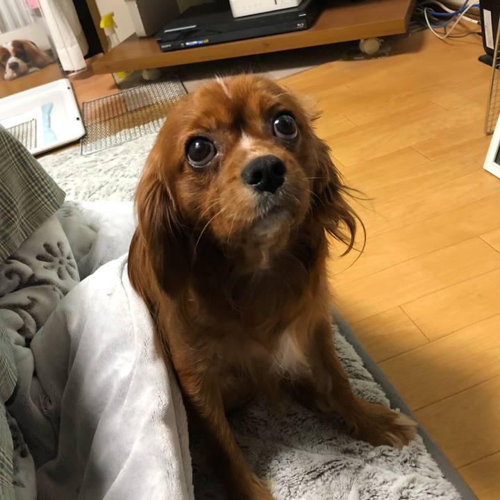 0fe5d8b7 7242 402e b9a5 cf3a8a3682b6 1542665288628