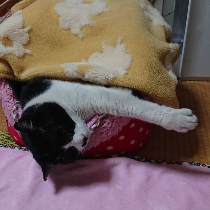 0fe74953 7eae 439a 9169 b74ba2460d8e 1549724984507