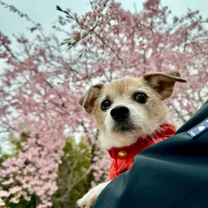 0fe84687 b15a 4cb3 8e40 618db3a00363 1712399103589