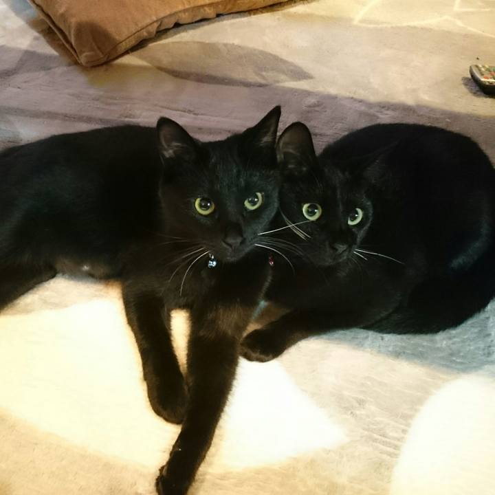 0fe977a7 cf9f 4712 b9be 8e5bb1383728 1510705069286