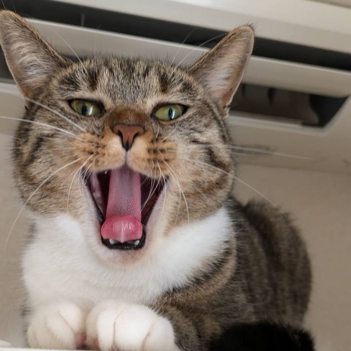 0fe9d9fa af0f 4633 a2f4 74ae9c421dcc 1726716438777