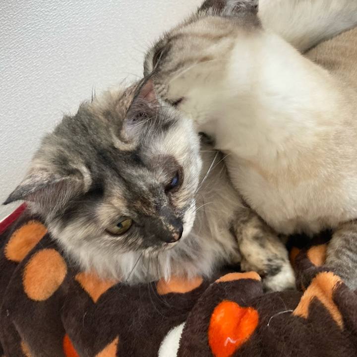 0fefcc27 b94e 4550 8e7b 2ff6c058a57b 1773455909775