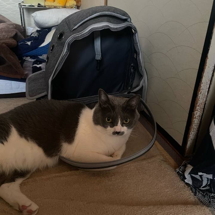 0ff020a3 6ec2 411d 9822 227d7d14dba0 1704958835829