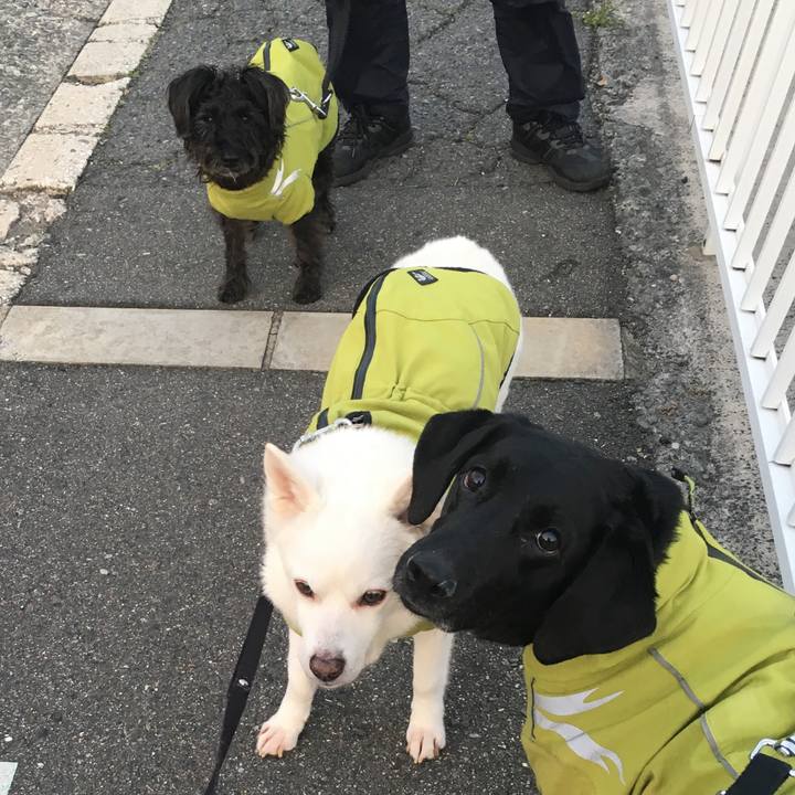 0ff1c2cc 1c41 402e aa1f f9b3007c981c 1522017137856