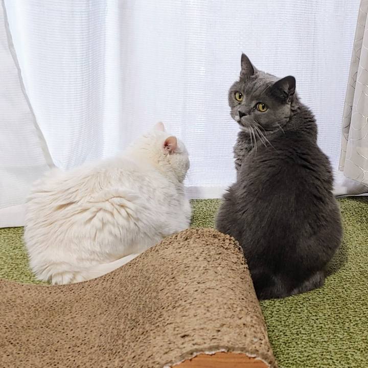 0ff26eaf 06cb 4c1d 804a d15aa6eba722 1713823929333