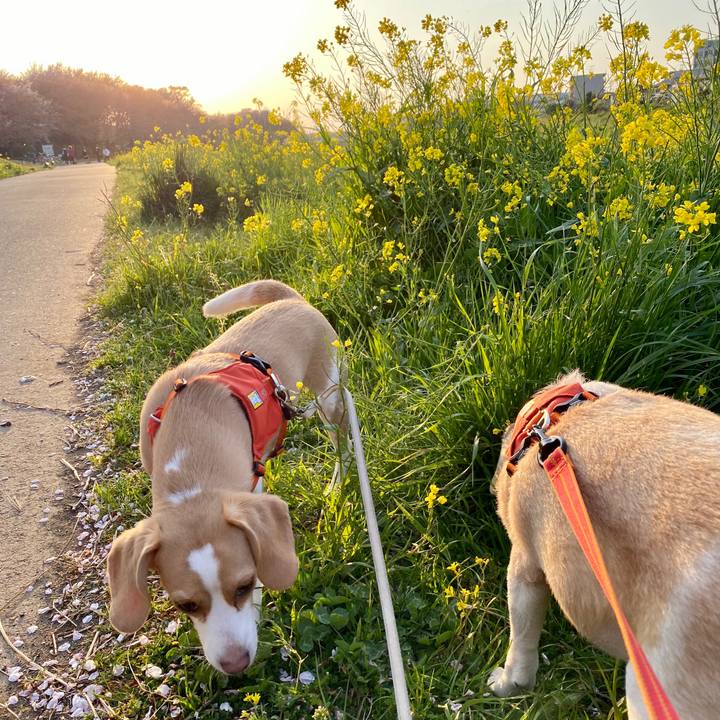 0ff2e2b5 4b77 4ec7 b181 dc6156fe56de 1586254860752