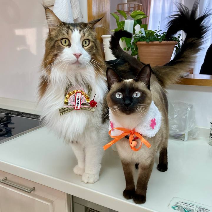 0ff367b1 2339 4b0d b904 7cddf17e021d 1735857331943