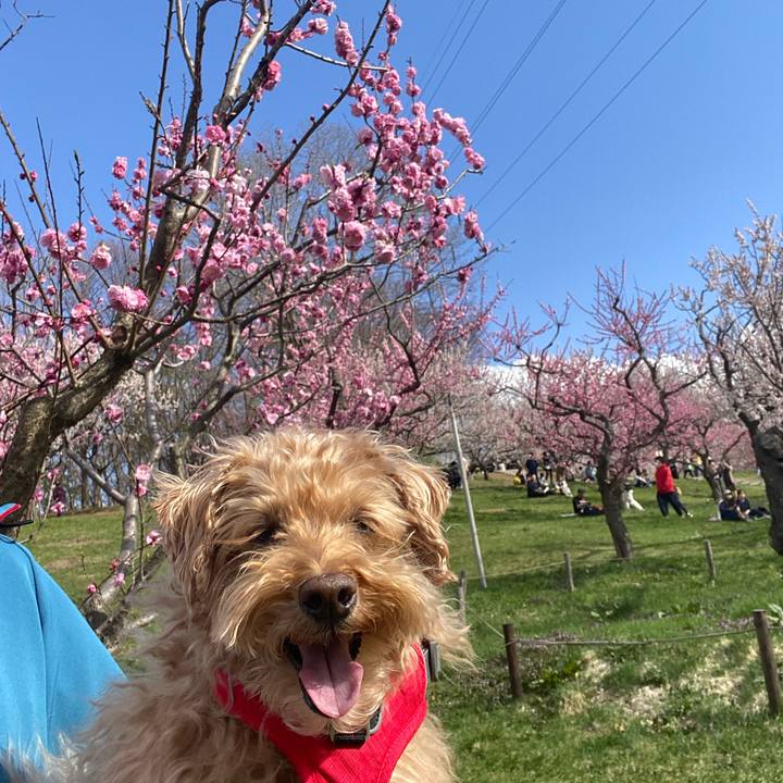 0ff3982e 3af1 46db 94dc 26fa4575445e 1682843608259