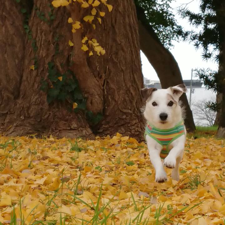 0ff3d5ed 6cd4 4551 ae58 700bf0fe1c16 1544355762004