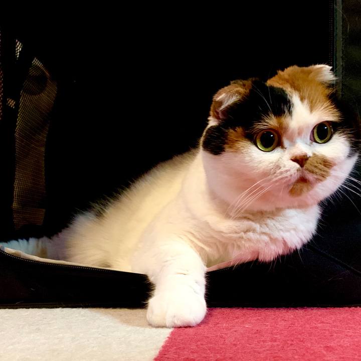 0ff6871f f9ae 450d 9058 4caf68f8d811 1563017101161