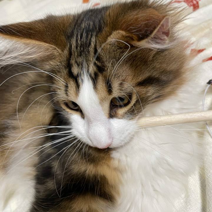 0ff89d3b 978b 47a1 bb7f b66307c0f85b 1636637623988