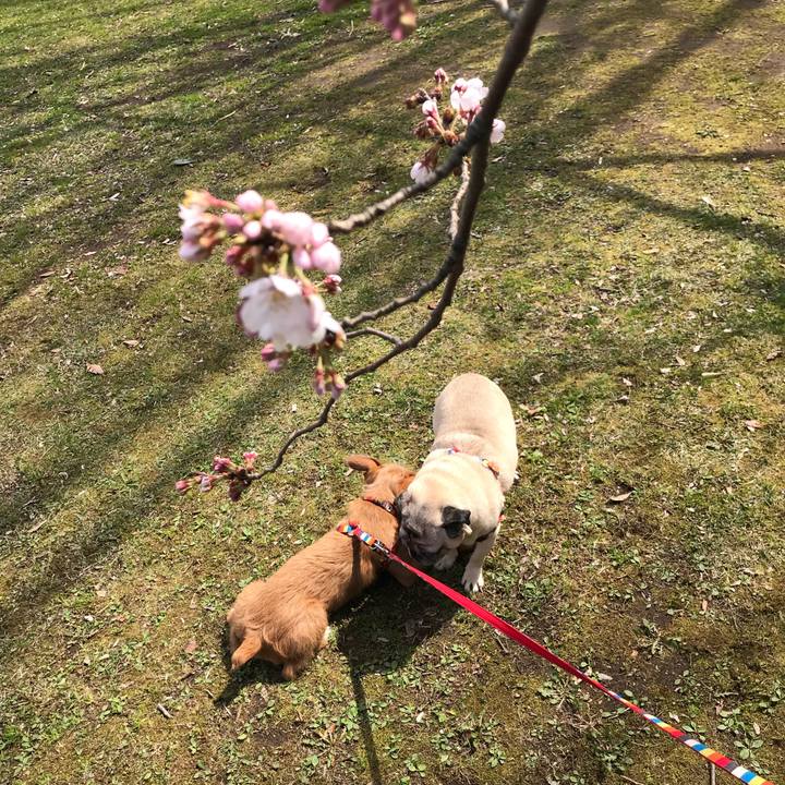 0ff8aa16 fced 4327 b3cd 24c35d0418d1 1521873240880