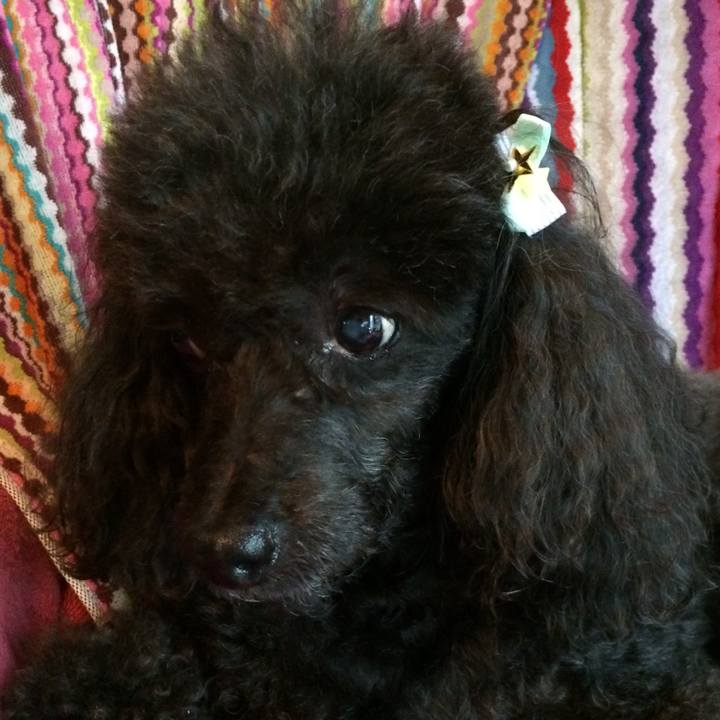 0ffcb1bf 9bec 4d1a 91b3 16a46e7c1d7f 1533712250853