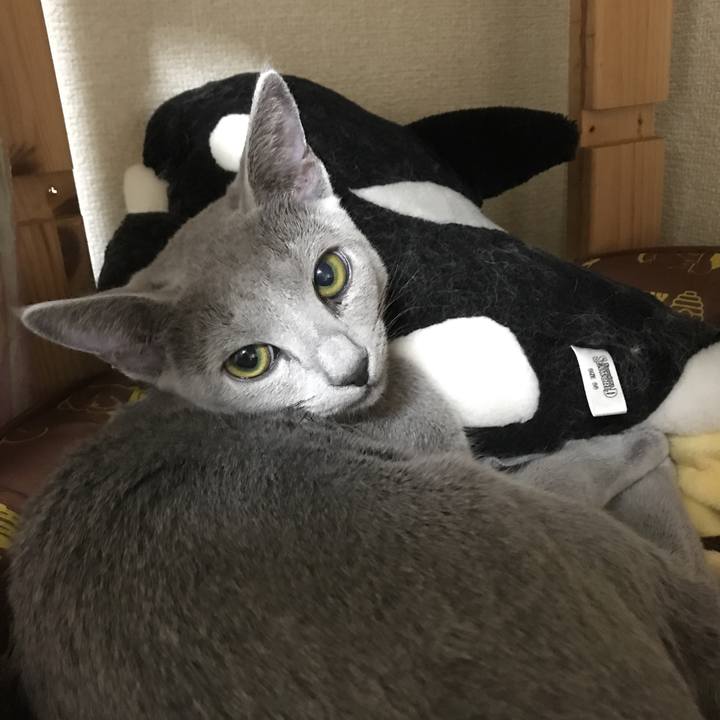 10041719 5717 4a19 a72d d523d9a5aea4 1509709637712