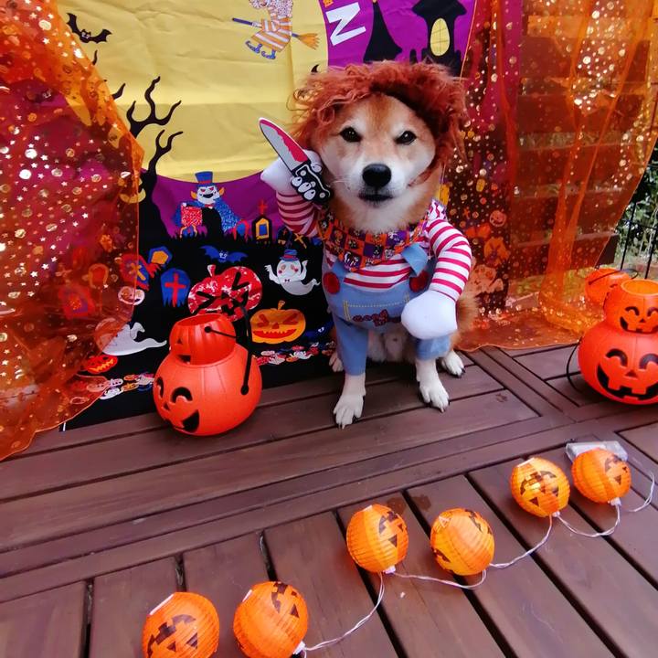 10051aeb a881 4c36 a593 b5560db6e40b 1635647542653