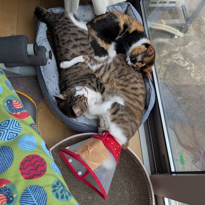 1005d7dc ccbb 4c4e a7ef 4dbb8e254960 1743399866391