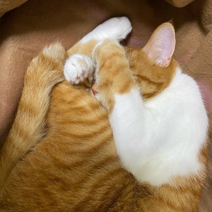 10090a5d 5b4b 4b92 b085 47d2613aa20f 1603439844039